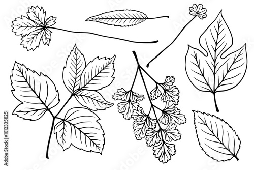 A set of sketches of various leaves. Decorative botanical elements. Vector graphics.