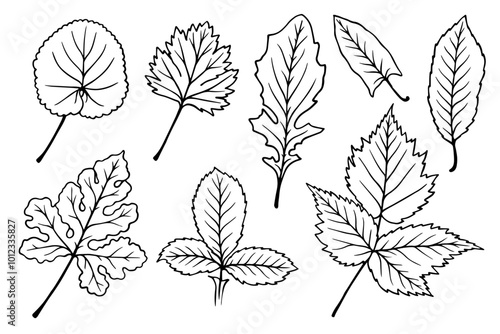 A set of sketches of various leaves. Decorative botanical elements. Vector graphics.