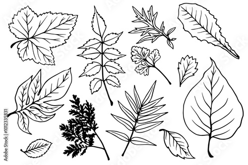 A set of sketches of various leaves. Decorative botanical elements. Vector graphics.