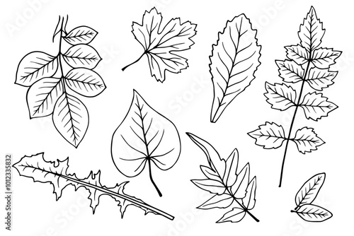 A set of sketches of various leaves. Decorative botanical elements. Vector graphics.
