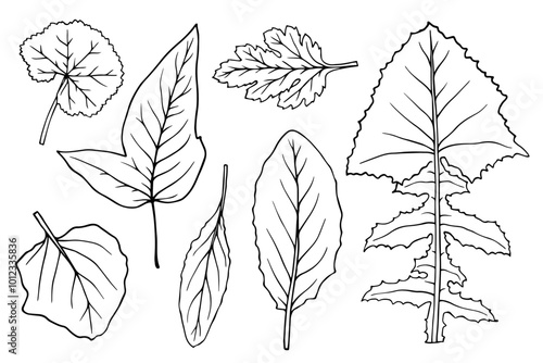 A set of sketches of various leaves. Decorative botanical elements. Vector graphics.