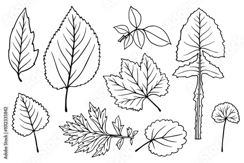 A set of sketches of various leaves. Decorative botanical elements. Vector graphics.