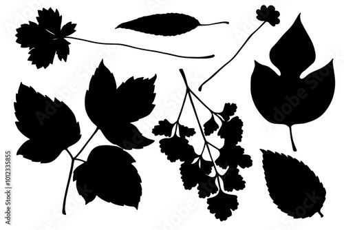 Set of silhouettes, stamps of various leaves. Decorative botanical elements. Vector graphics.