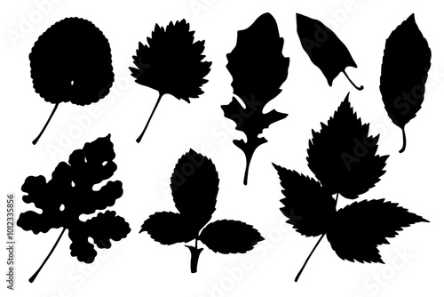 Set of silhouettes, stamps of various leaves. Decorative botanical elements. Vector graphics.