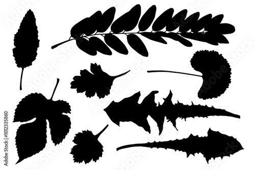 Set of silhouettes, stamps of various leaves. Decorative botanical elements. Vector graphics.