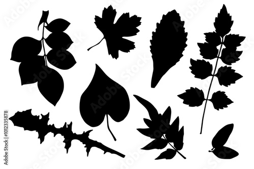 Set of silhouettes, stamps of various leaves. Decorative botanical elements. Vector graphics.
