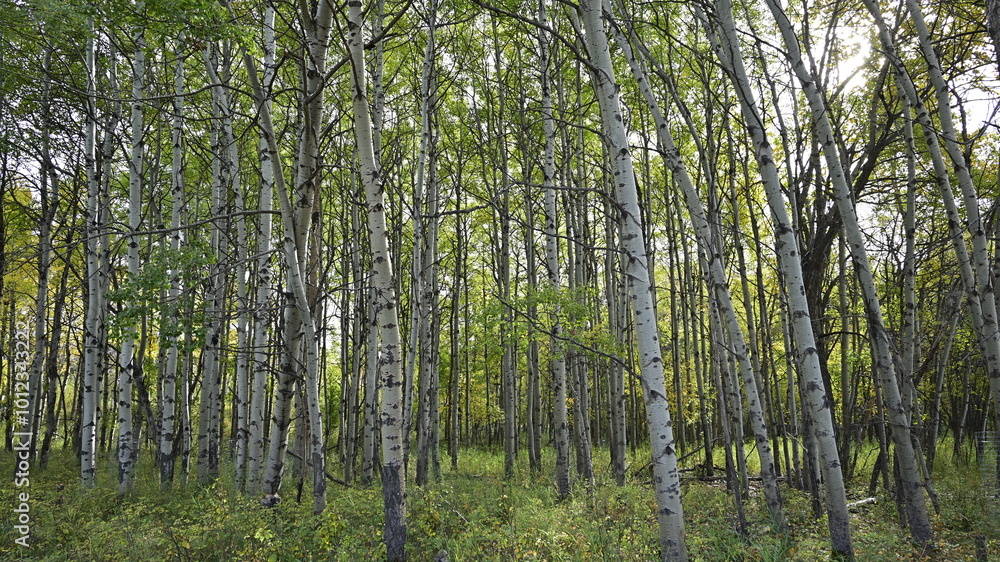 forest, nature, autumn, forest, nature, autumn,