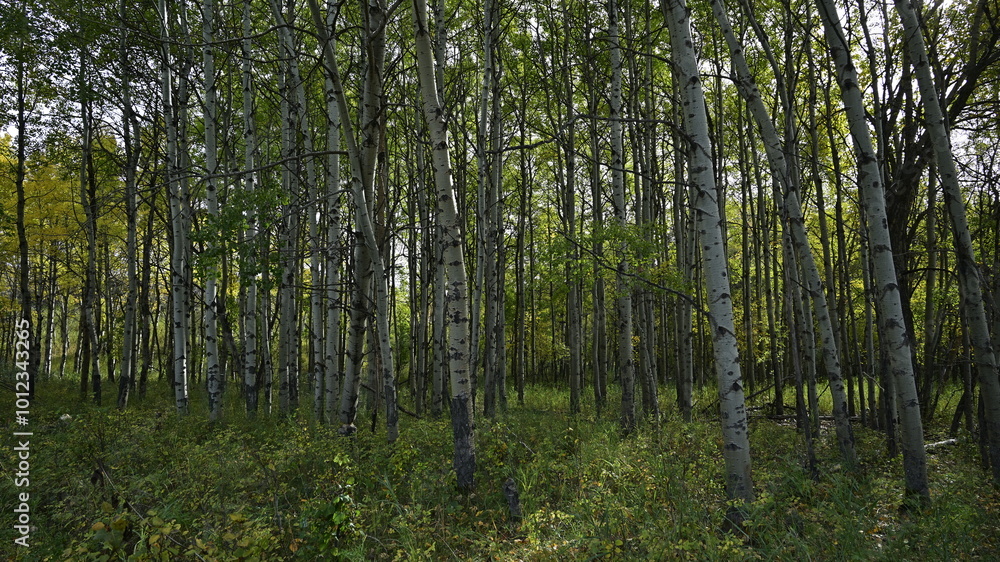 trees in the forest, forest, nature, autumn trees in the forest, forest, nature, autumn