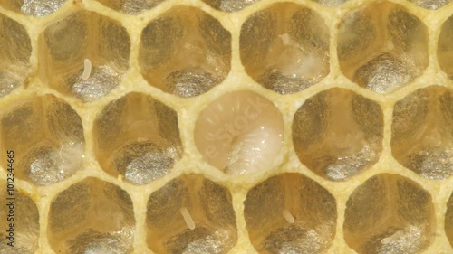 Eggs and larvae of future honey bees.
These are two successive phases of honey bee development.
 photo