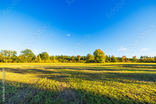 Panoramic view of grassy agricultural field with autumn trees in the background under clear blue sky. Sweden.