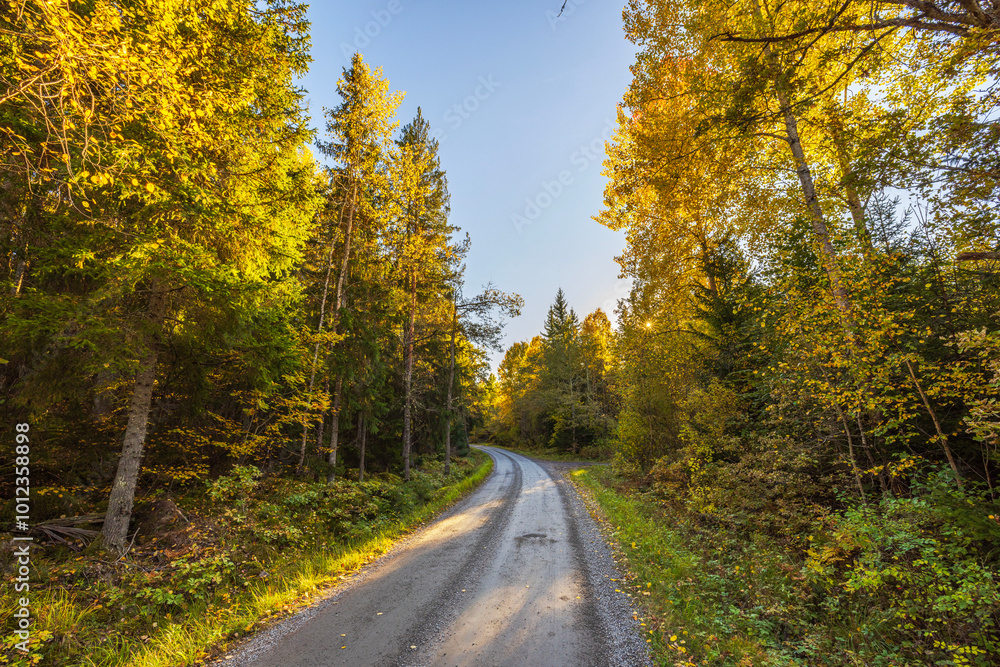Autumn forest road winding through trees with sunlight shining through branches under clear sky. Autumn forest road winding through trees with sunlight shining through branches under clear sky.