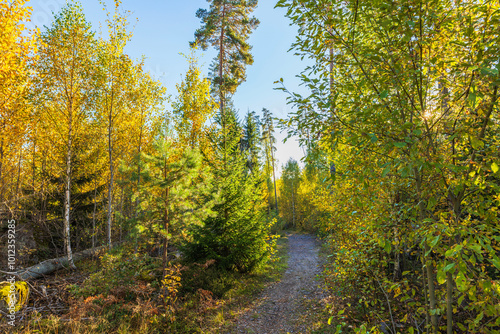 Autumn forest trail with vibrant yellow and green foliage under clear blue sky, surrounded by tall trees and scattered sunlight. Sweden.