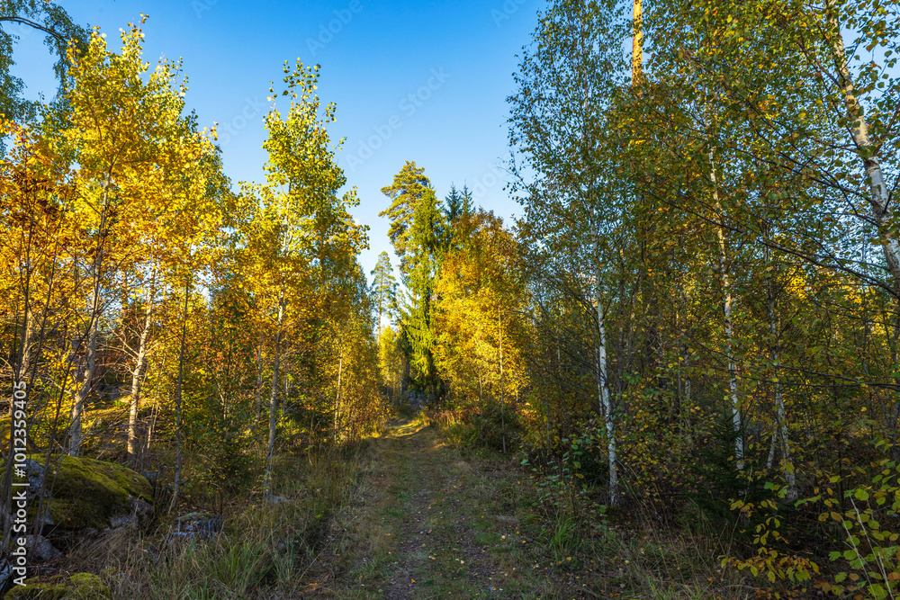 Obraz premium Forest path surrounded by golden autumn trees and greenery under clear blue sky in peaceful woodland setting. Sweden.