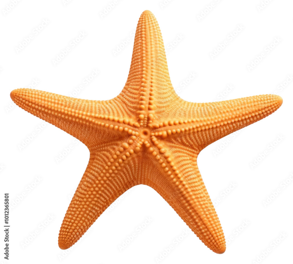 PNG Starfish invertebrate simplicity echinoderm. PNG Starfish invertebrate simplicity echinoderm.