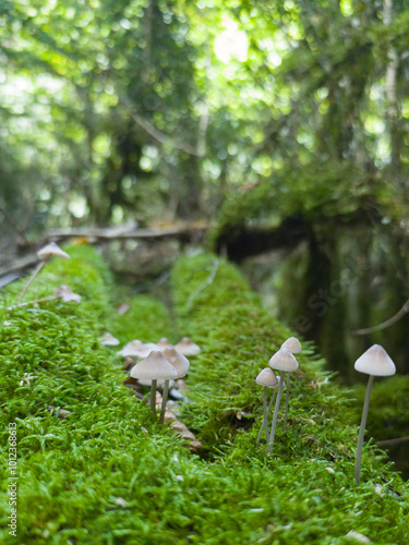 close-up photograph of a group of small mushrooms on a large trunk covered with green moss in an inhospitable forest in navarra Spain. nature backgrounds