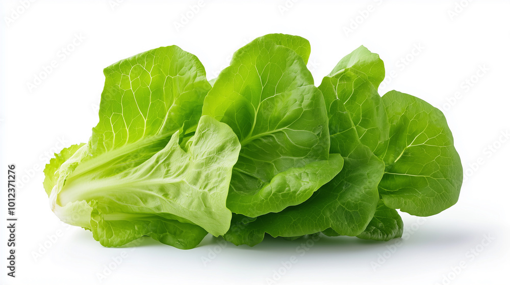 Fresh green lettuce leaves are displayed against clean white background, showcasing their vibrant color and crisp texture, perfect for salads and healthy meals. Fresh green lettuce leaves are displayed against clean white background, showcasing their vibrant color and crisp texture, perfect for salads and healthy meals.