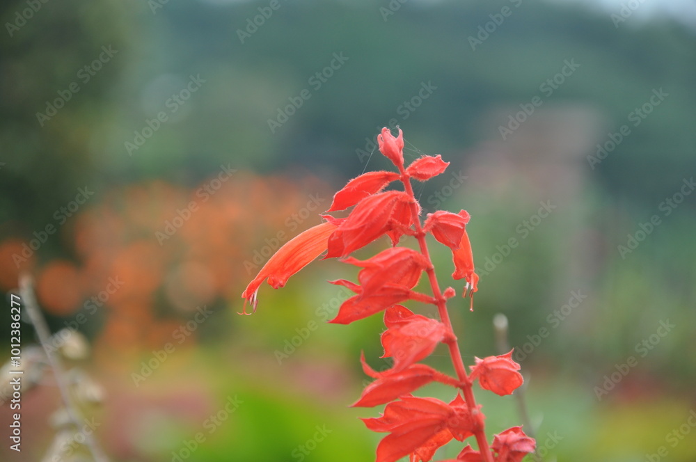 The flower appears to be slightly wet, with small droplets of water clinging to its petals. The blurred background suggests that the flower is growing in a garden or a field. The flower appears to be slightly wet, with small droplets of water clinging to its petals. The blurred background suggests that the flower is growing in a garden or a field.