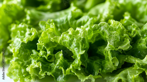 Fresh Green Lettuce Leaves Photo