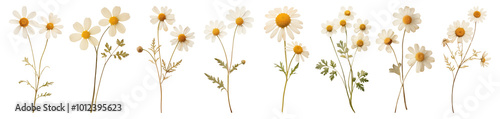 Dried white flower png cut out element set
