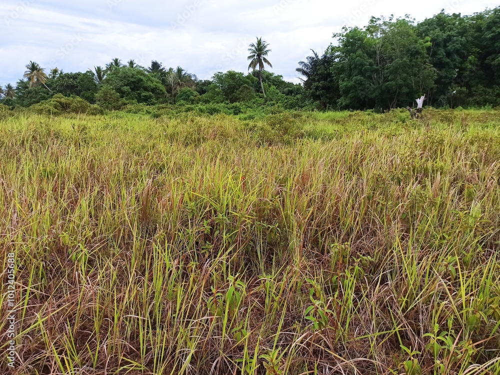 Lush green landscape with tall grass and trees under a cloudy sky in a tranquil area during daytime Lush green landscape with tall grass and trees under a cloudy sky in a tranquil area during daytime