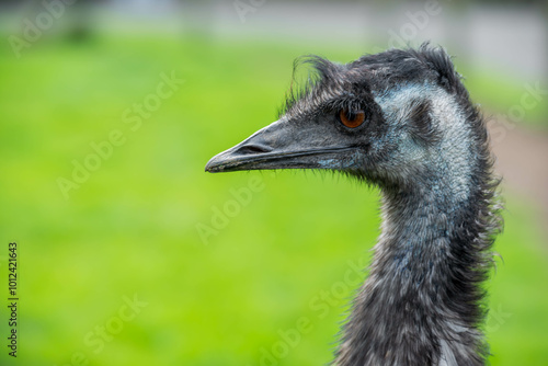 A side profile of an emu with dark feathers, its head turned to the left against a blurred green background.