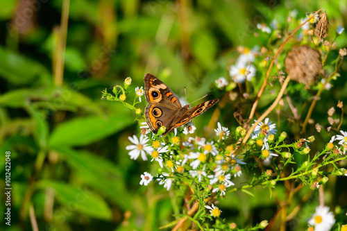 A Common Buckeye Butterfly at Lake Erie Metropark, in Brownstown Charter Township, Michigan. photo