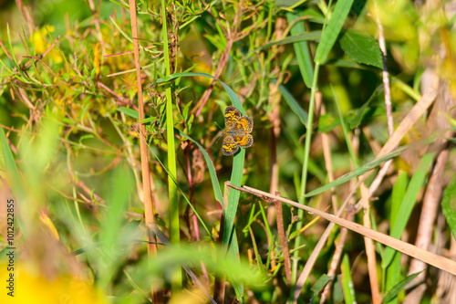 A Pearl Cresent Butterfly at Lake Erie Metropark, in Brownstown Charter Township, Michigan. photo