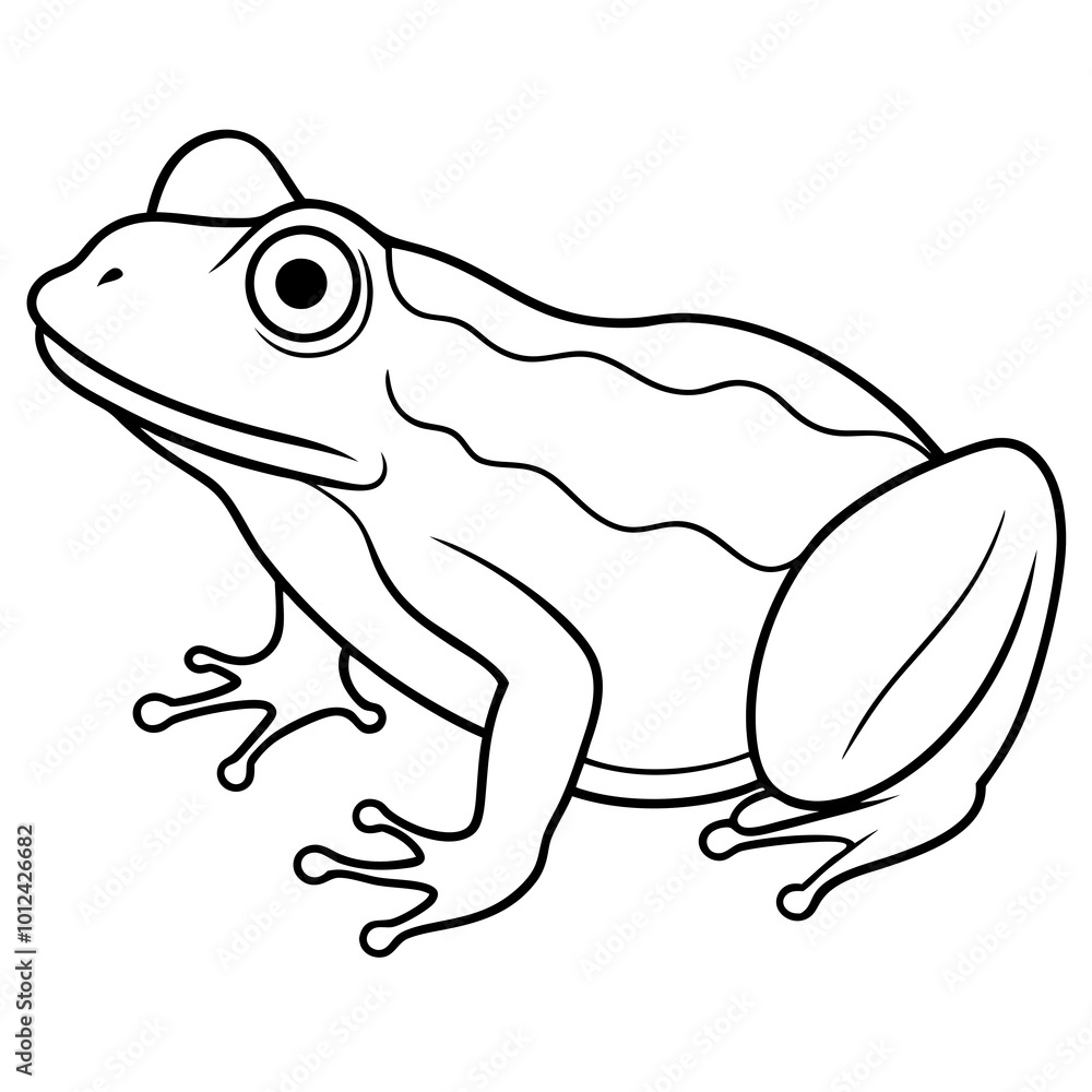 frog on white background. frog on white background.