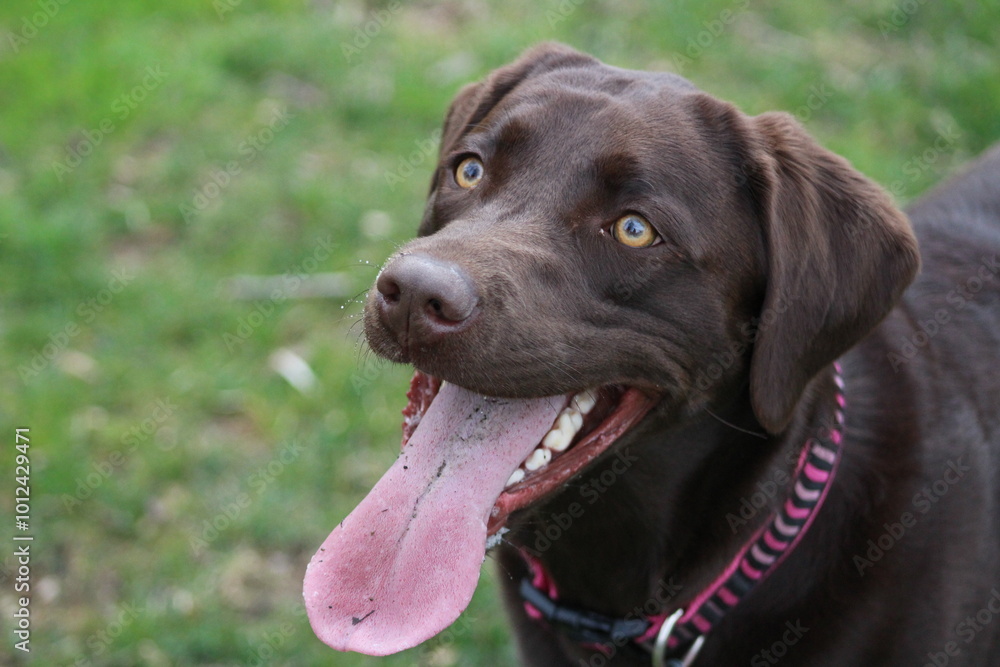 black labrador retriever black labrador retriever