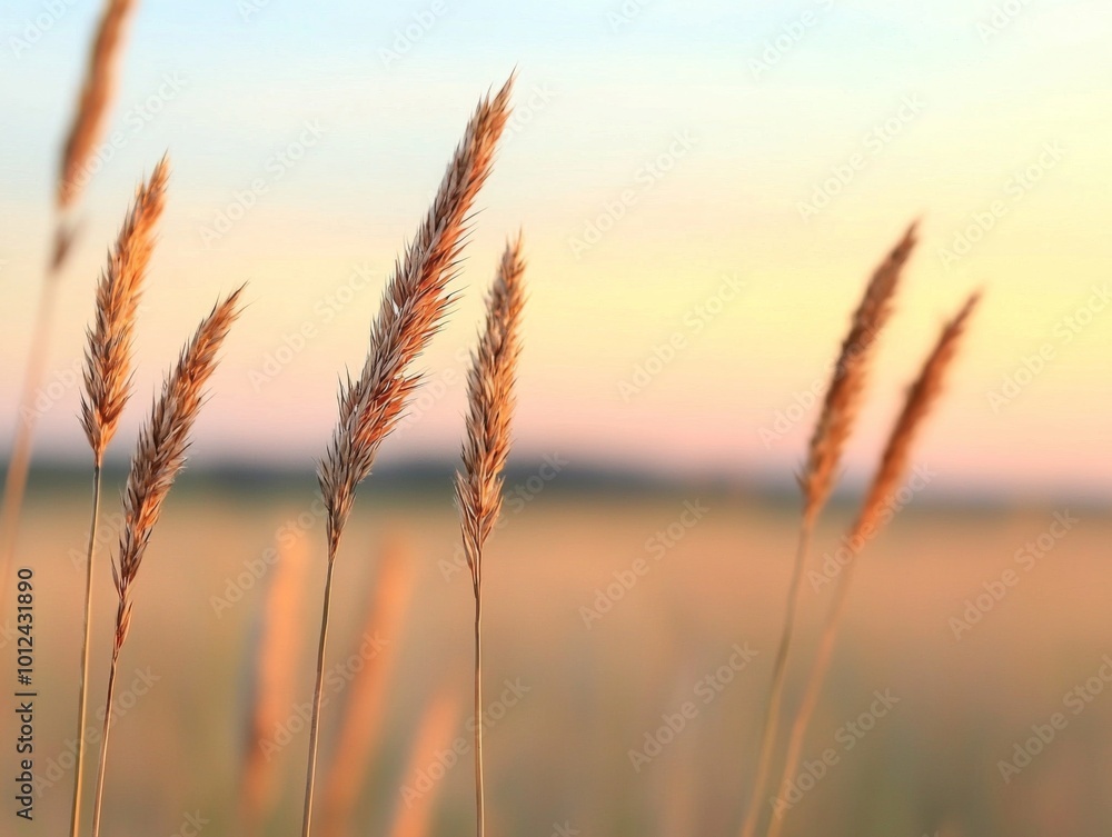 Gentle Grass Swaying in Evening Breeze Gentle Grass Swaying in Evening Breeze