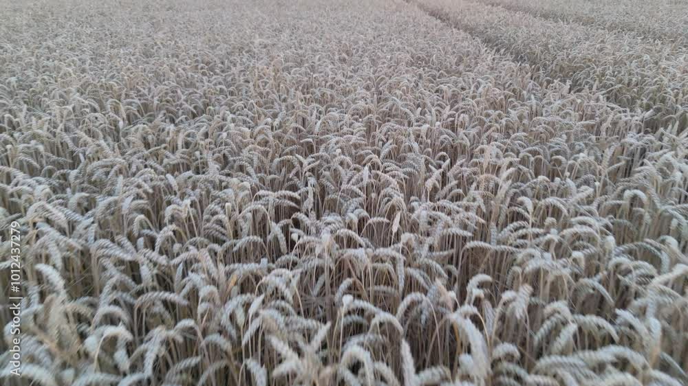 Close up view of field of wheat. Views inside a wheat field. windy wheat field landscape in the summer season sun Close up view of field of wheat. Views inside a wheat field. windy wheat field landscape in the summer season sun