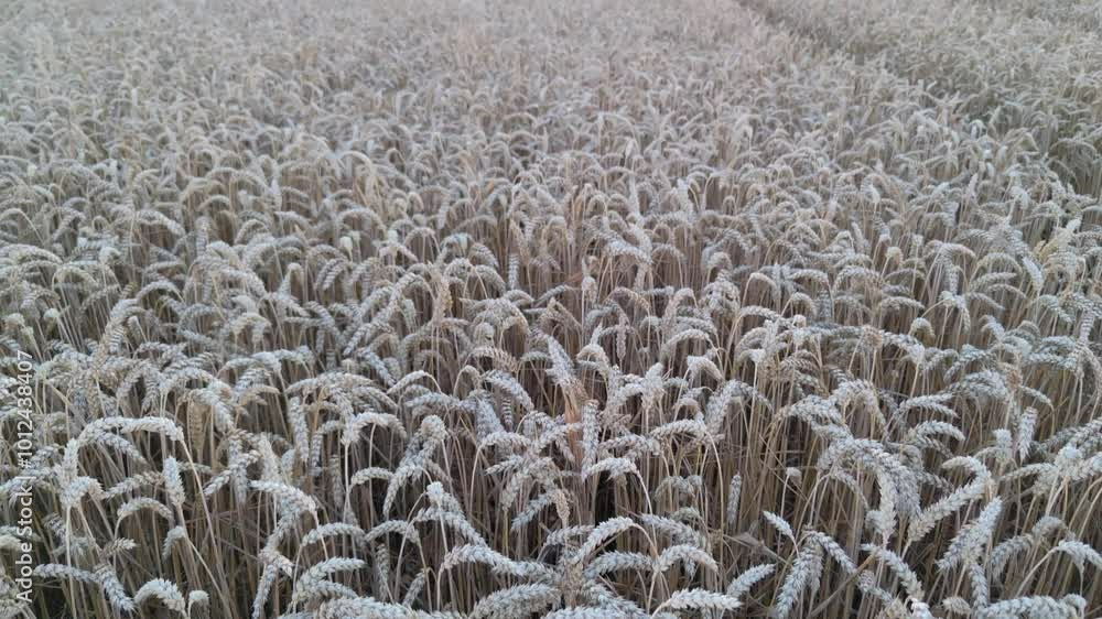 Close up view of field of wheat. Views inside a wheat field. windy wheat field landscape in the summer season sun Close up view of field of wheat. Views inside a wheat field. windy wheat field landscape in the summer season sun