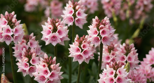 Pink chionodoxa flowers background