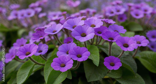 Purple gloxinia flowers background