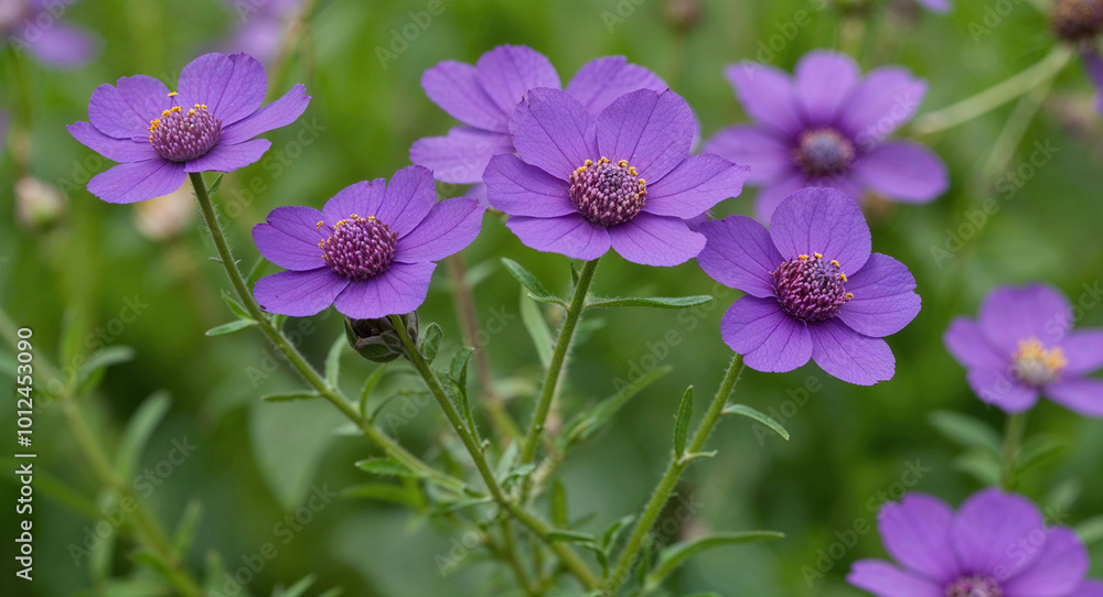 Fototapeta premium Purple wallflower flowers background