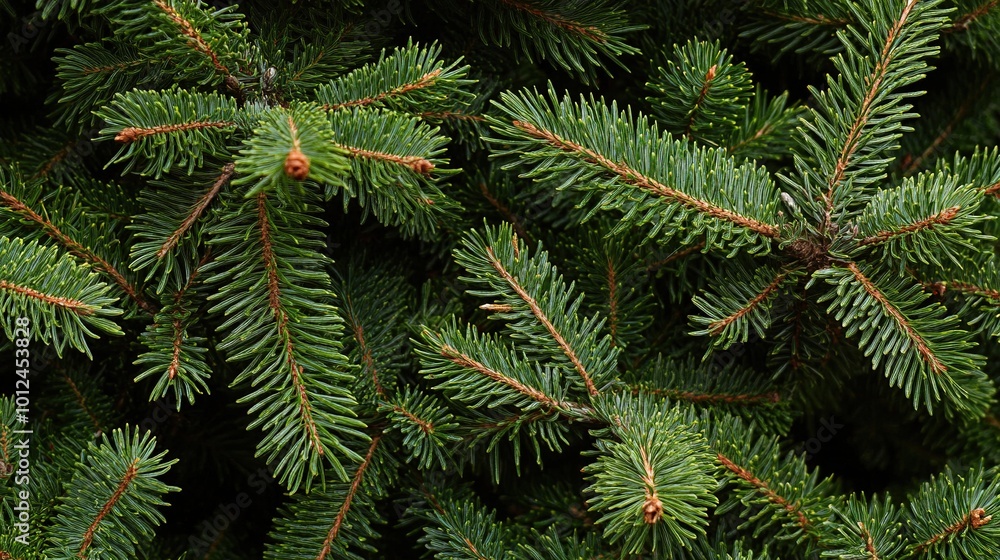 Close-up view of a Christmas tree background Close-up view of a Christmas tree background