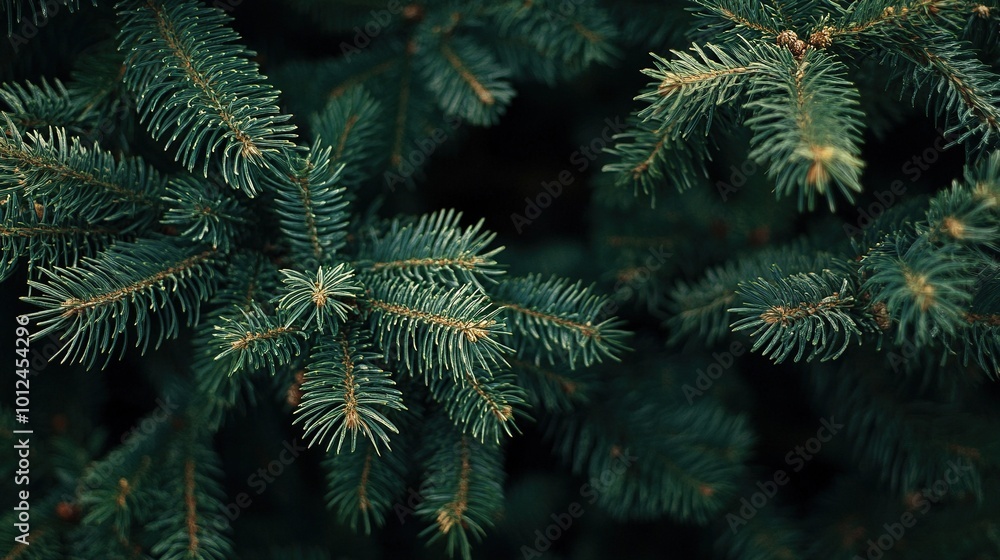 Close-up view of a Christmas tree background Close-up view of a Christmas tree background