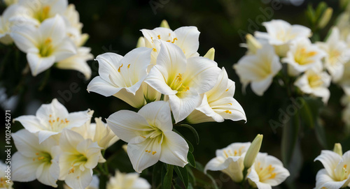 White stephanotis flowers background photo