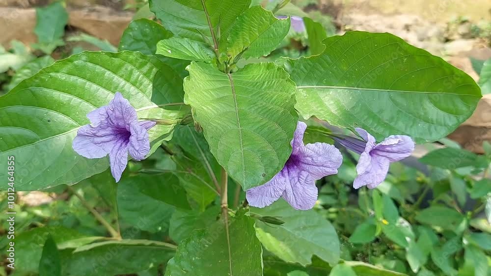 ruellia tuberosa flower with windy and sunlight. Perfect for nature, garden and botanical themes, highlighting the beauty