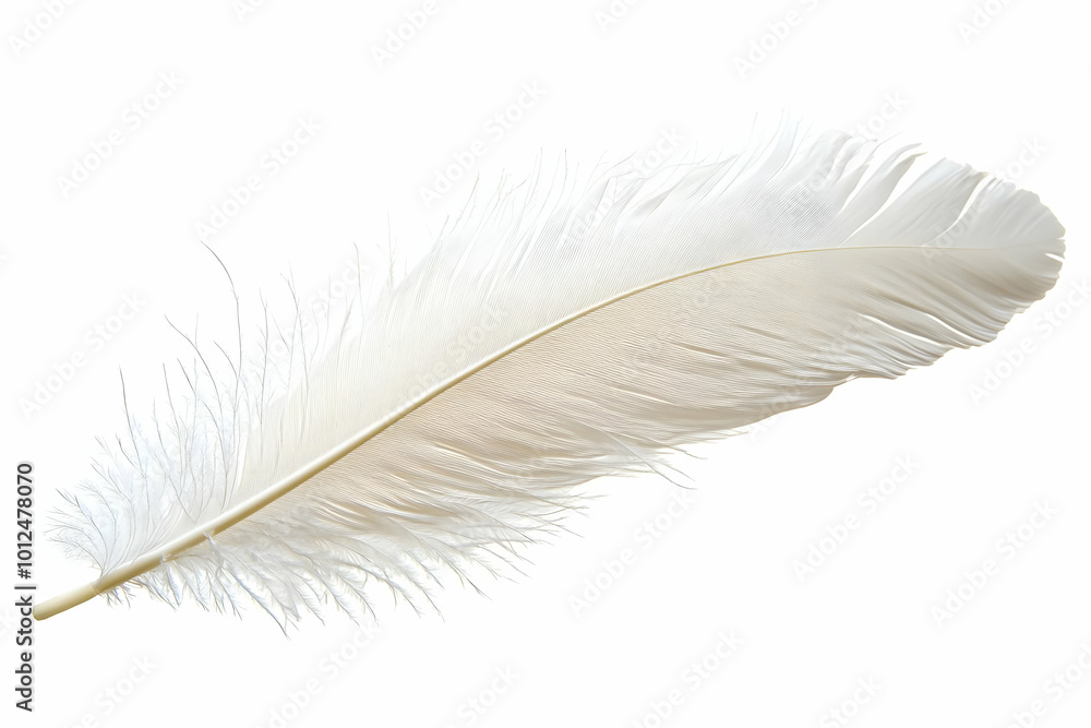 Single White Feather Photo Isolated on White Single White Feather Photo Isolated on White