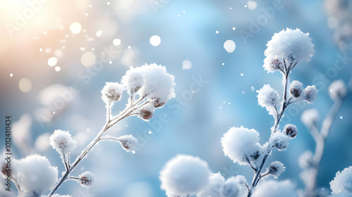 Snowy Branches Winter Photo Sunlight Snowflakes Blue