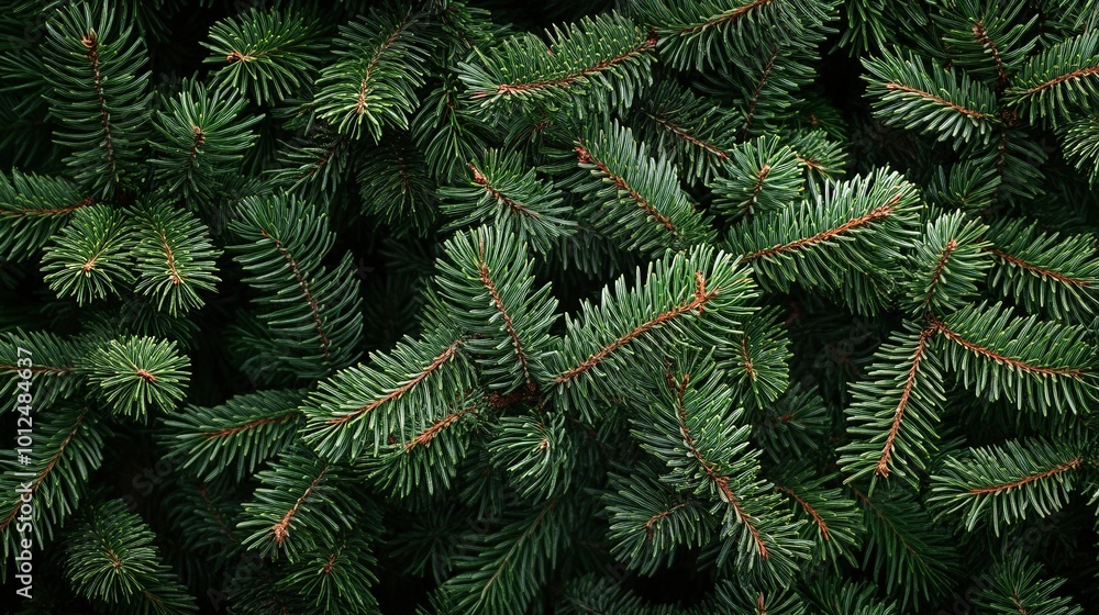 Branch of spruce during snowfall on black isolated background Branch of spruce during snowfall on black isolated background