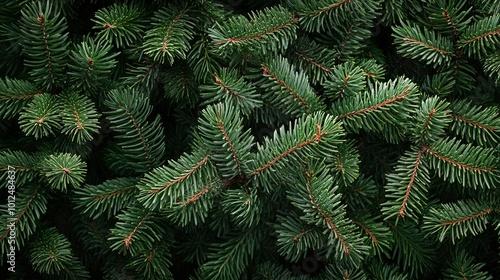 Branch of spruce during snowfall on black isolated background