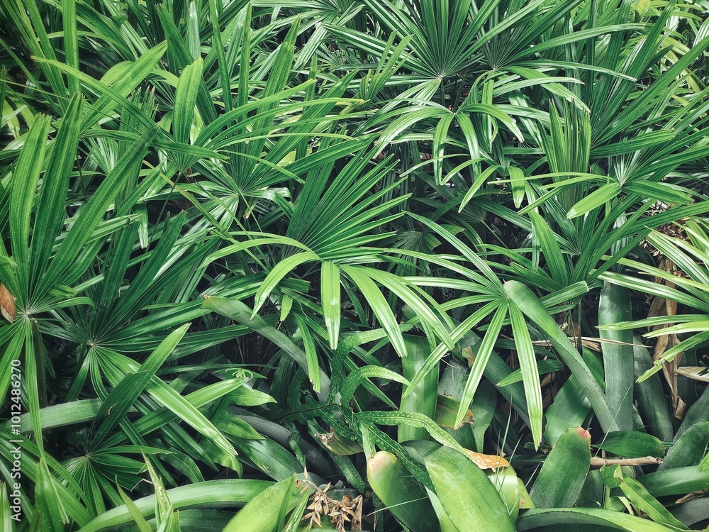 Obraz premium Beautiful of green tropical leaves plant background or texture