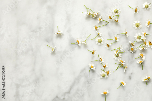 overhead view of scattered chamomile flowers concentrated on the right side of the image on white marble