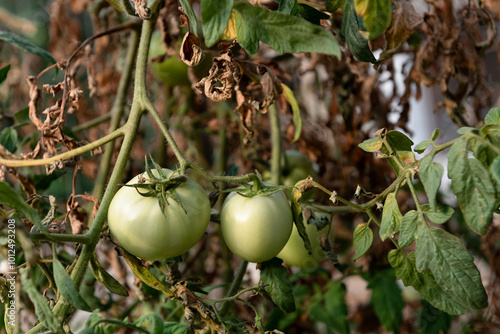 Tomato plant with 2 fruits