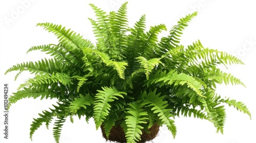 Green Fern Plant Isolated