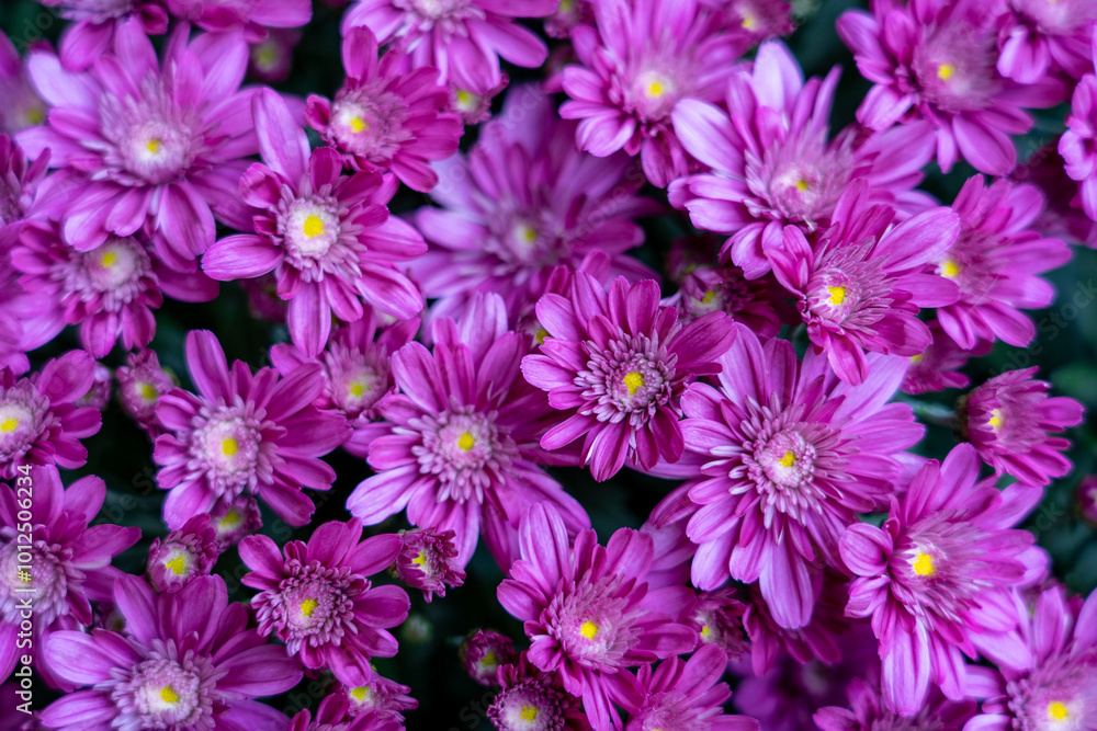 Obraz premium purple flowers in the garden