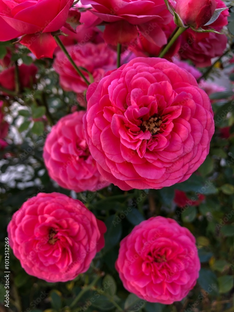 Fototapeta premium Peônias rosa
