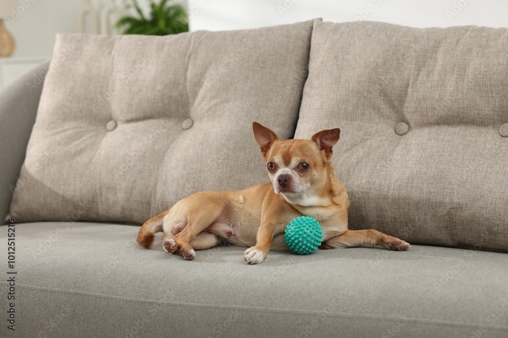 Cute Chihuahua dog with toy on sofa Cute Chihuahua dog with toy on sofa